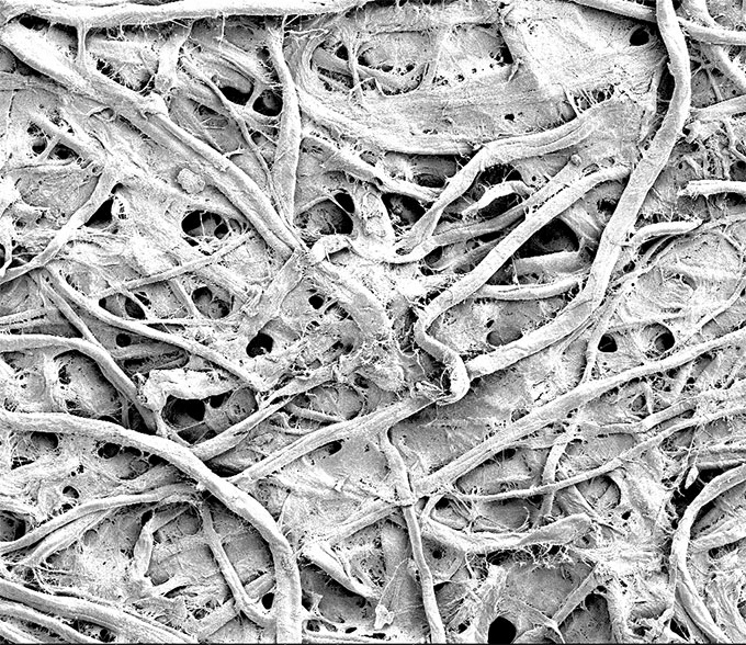 a microscopic image of paper treated with a Teflon-like chemical