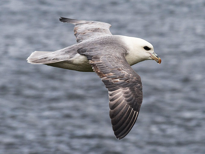 a photo of a Northern fulmar flying above the sea