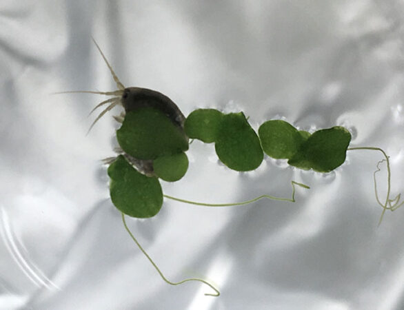 a close-up photo of an amphipod on some duckweed