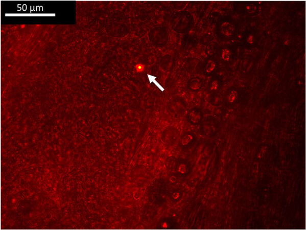 a nano-sized piece of plastic inside amphipod