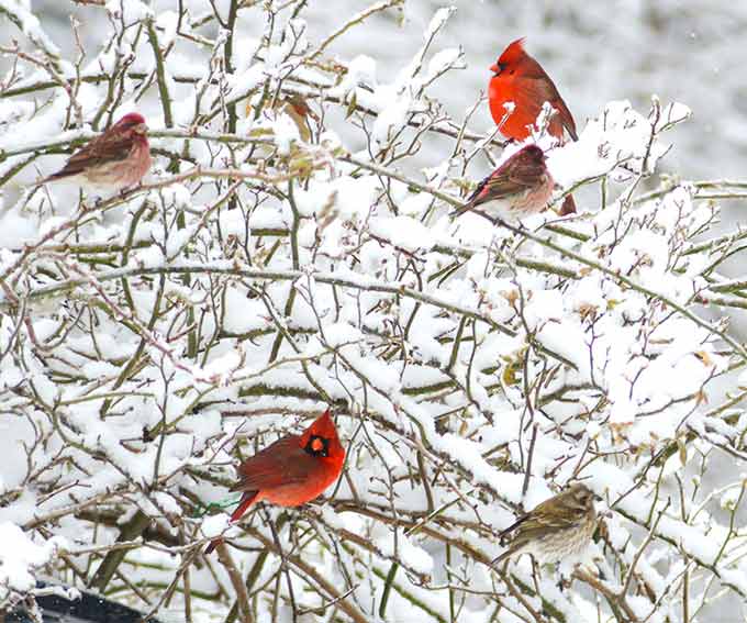 a photo of cardinals sitting on a snow-covered bush