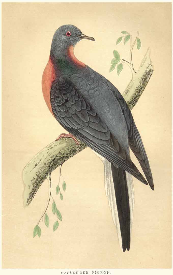 an illustration of a passenger pigeon
