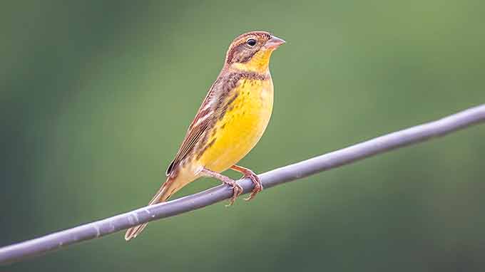 a photo of a yellow-breasted bunting on a wire