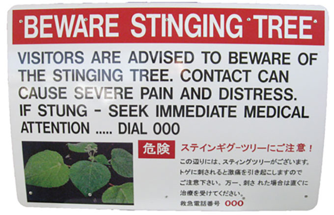 a sign that reads "BEWARE STINGING TREE"