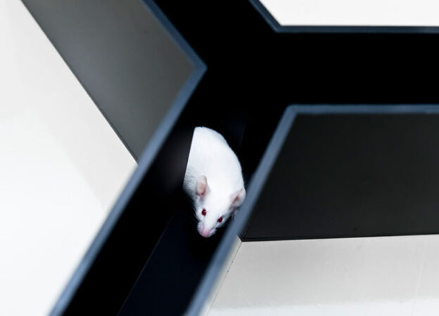 a mouse in a maze