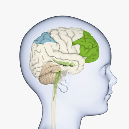 a diagram showing the location of the prefrontal cortex