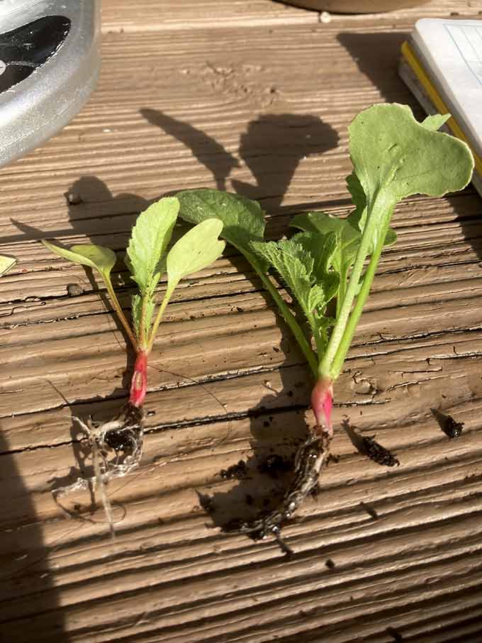 a photo comparing the control radish and the fertilized radish