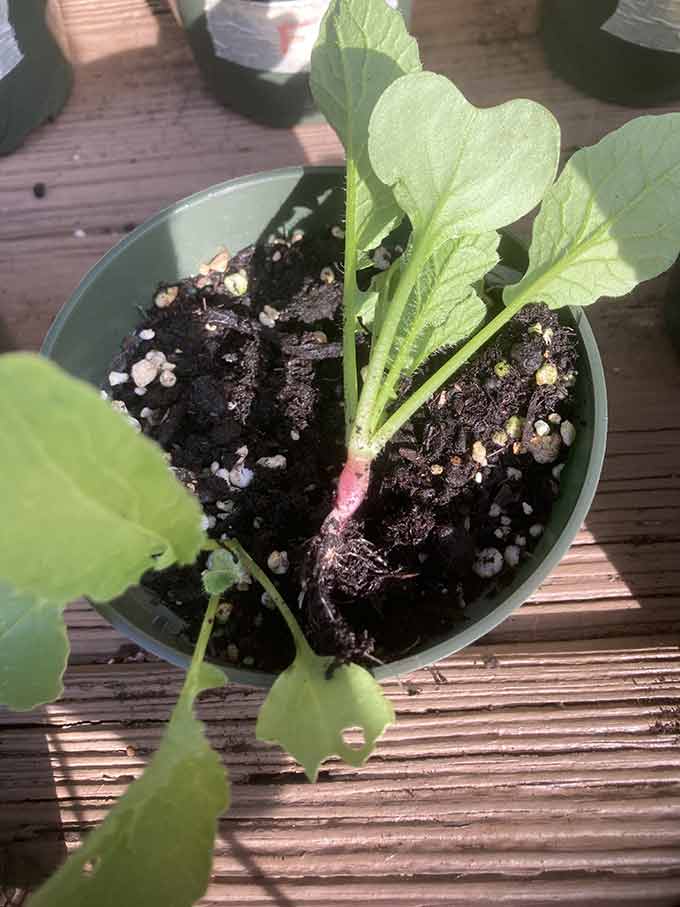 tiny baby radish