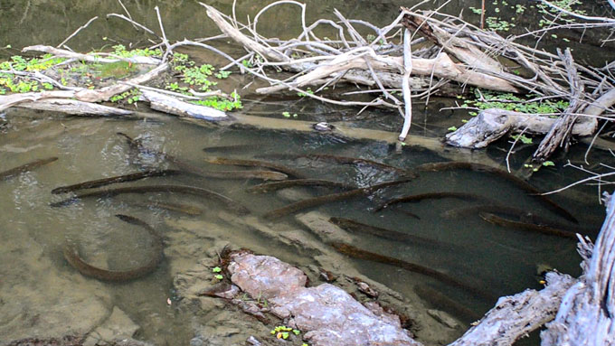 group of Volta's electric eels hunting in water