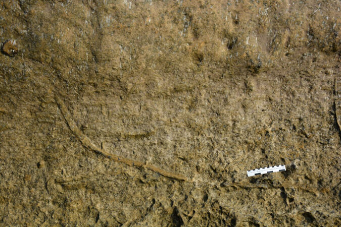 Fossilized Pennichnus formosae burrow