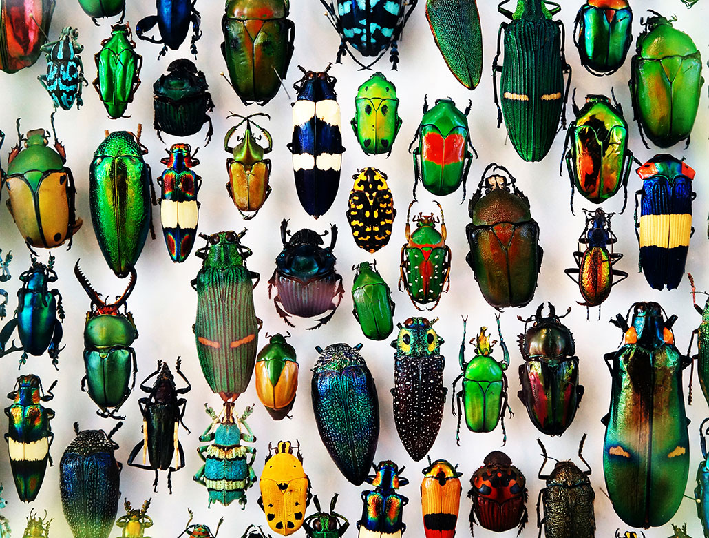 a bunch of brightly colored beetle specimens