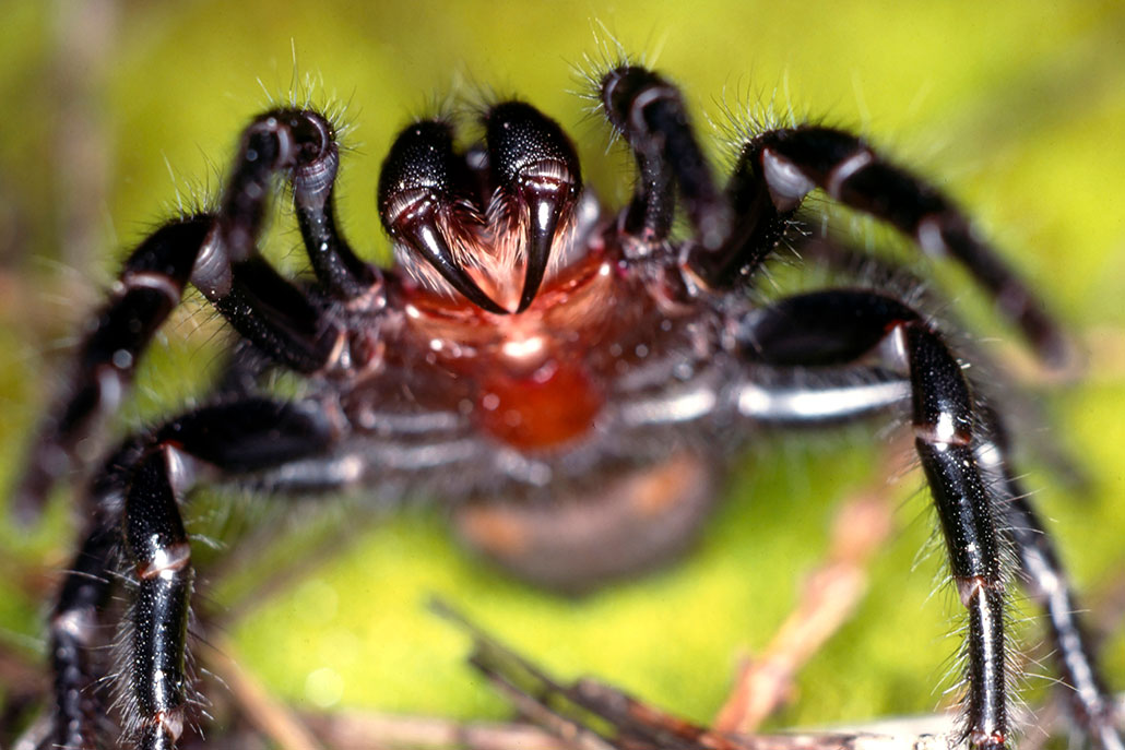 a spider showing its fangs