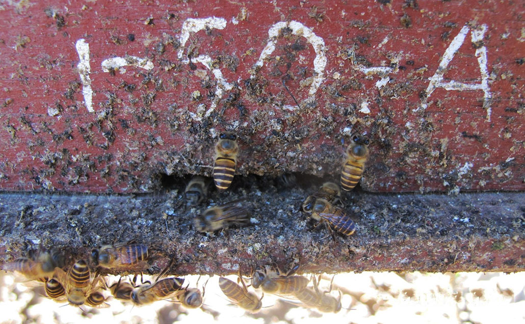 a red honeybee hive with a large amount of animal dung at the entrance