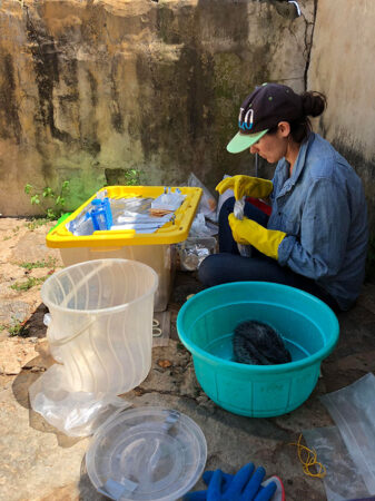 Sara Weinstein collecting samples from a rat in a blue tub