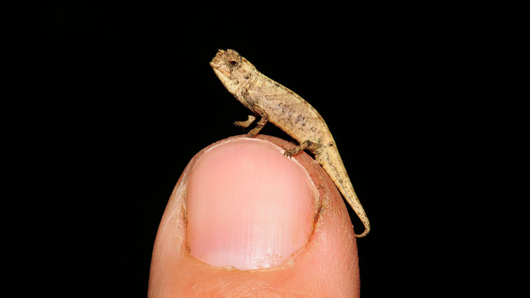 A new chameleon species may be the world’s tiniest reptile | Science