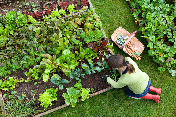 an overhead photo of a woman weeding a garden