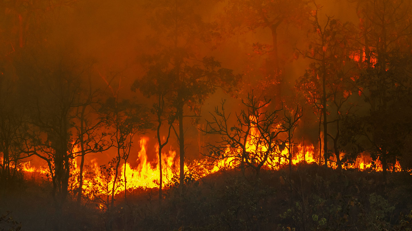 Can wildfires cool the climate? | Science News for Students