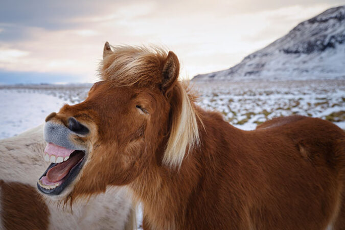 a horse showing a big toothy smile