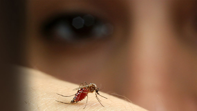 yellow fever mosquito on skin