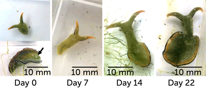 sea slug body regeneration on day 0, day 7, day 14 and day 22
