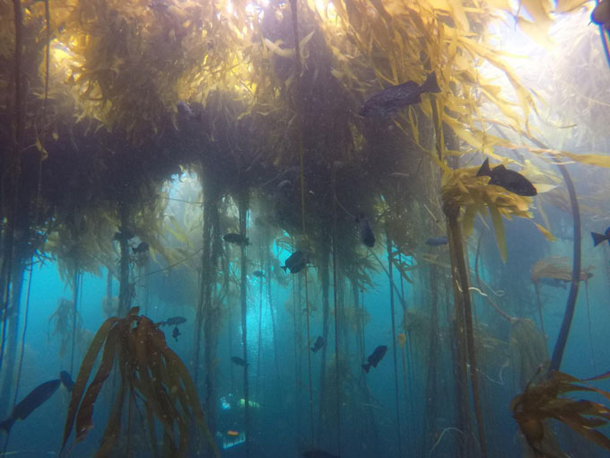 underwater image of bull kelp