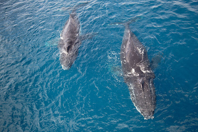 a mother and baby whale swimming near the ocean's surface