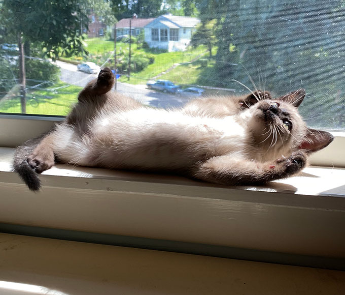 a photo of a very cute kitten lying stomach and paws up on a sunny windowsill