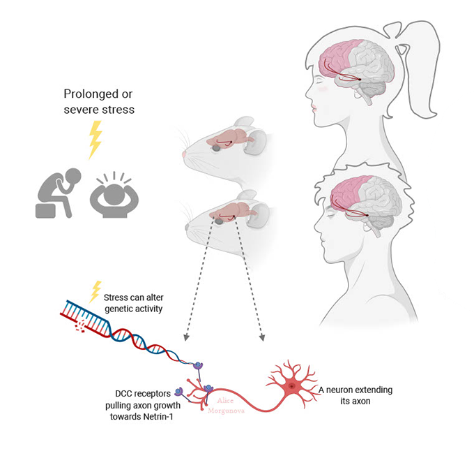 a diagram showing changes in gene expression that lead to brain changes