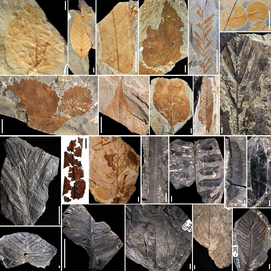 fossils of leaves and pollen