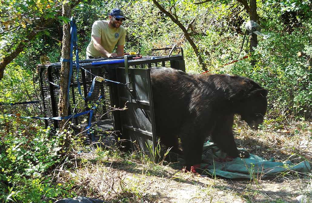 a black bear being released from a bear trap