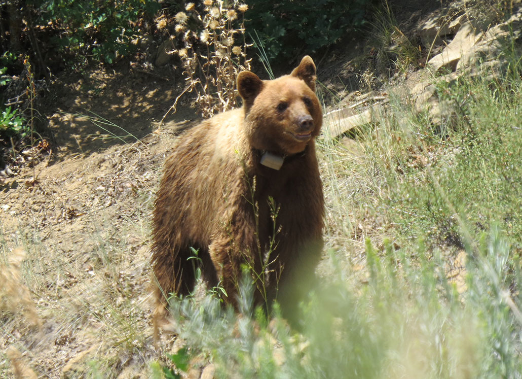 a bear with brown fur and a tracking collar