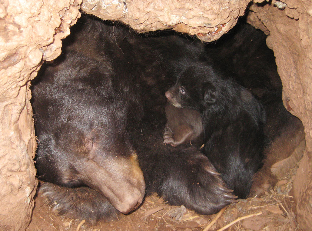 a mother bear and cub cuddling in a den