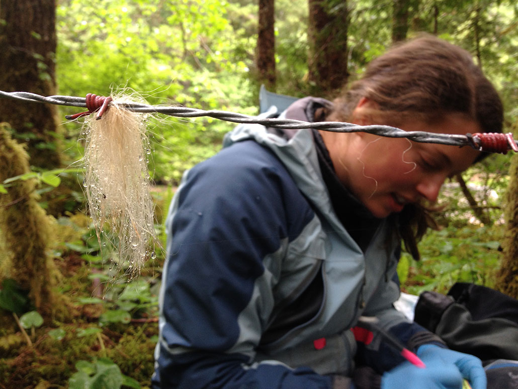 a photo of white fur caught on a wire fence and Christina Service taking notes next to the sample