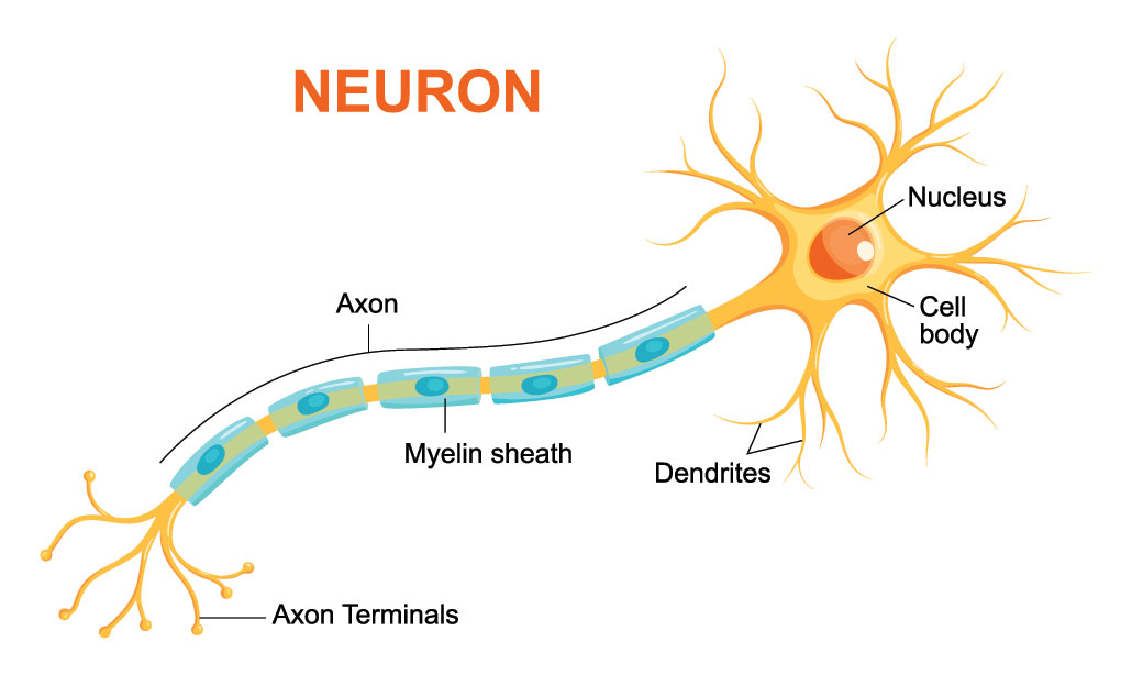 the anatomy of a neuron