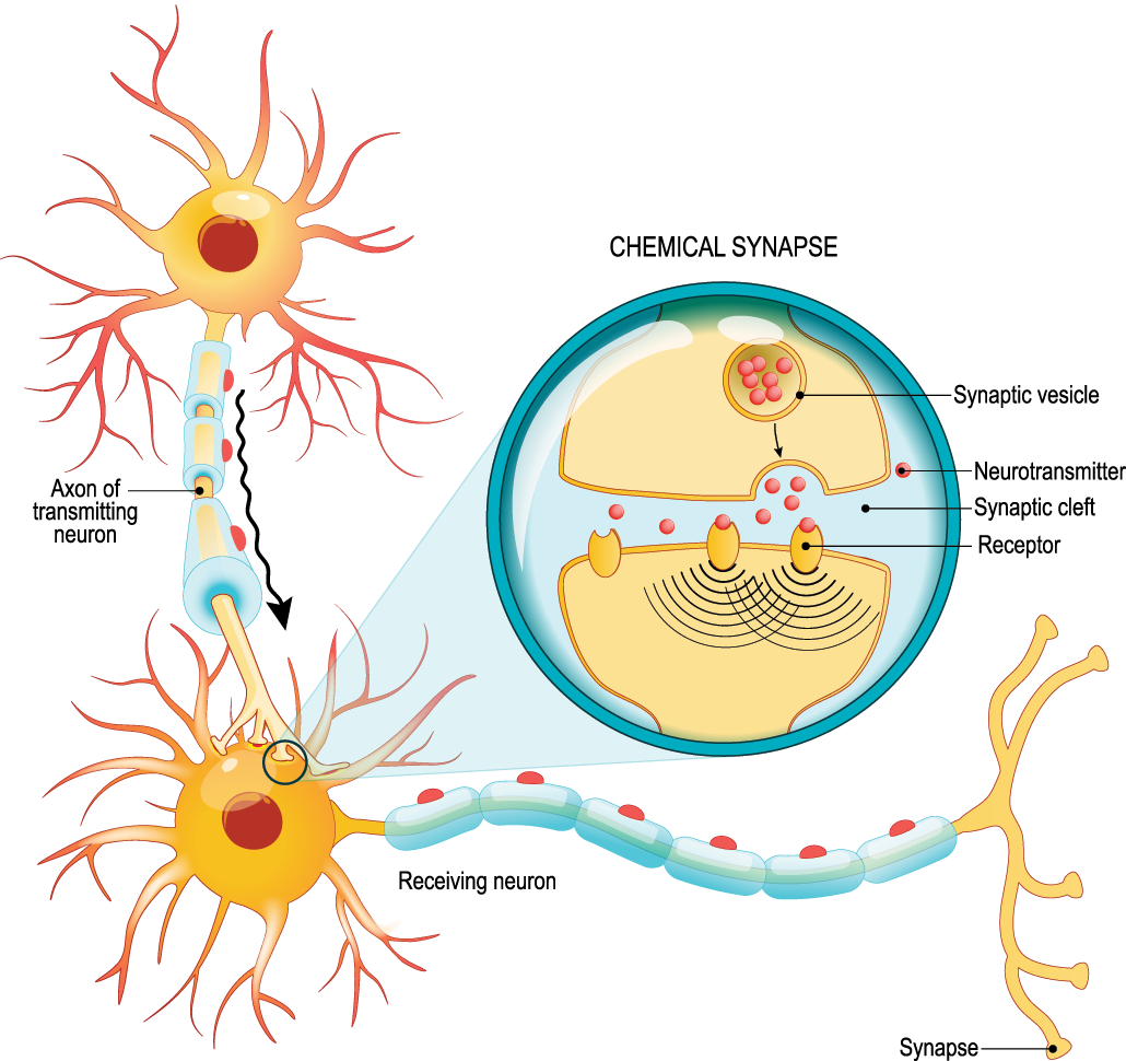 a diagram showing how neurons communicate with each other