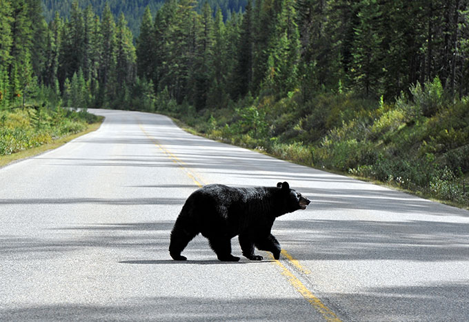 a black bear crossing a road