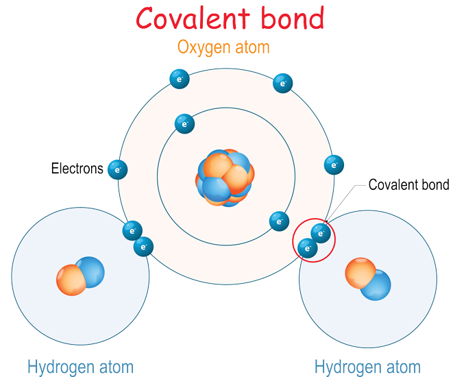 an illustration of a water molecule showing covalent bonds