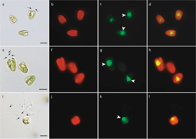 photos of feeding algae