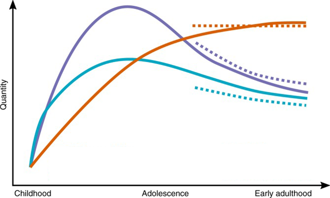a chart showing how dopamine changes from childhood to adulthood