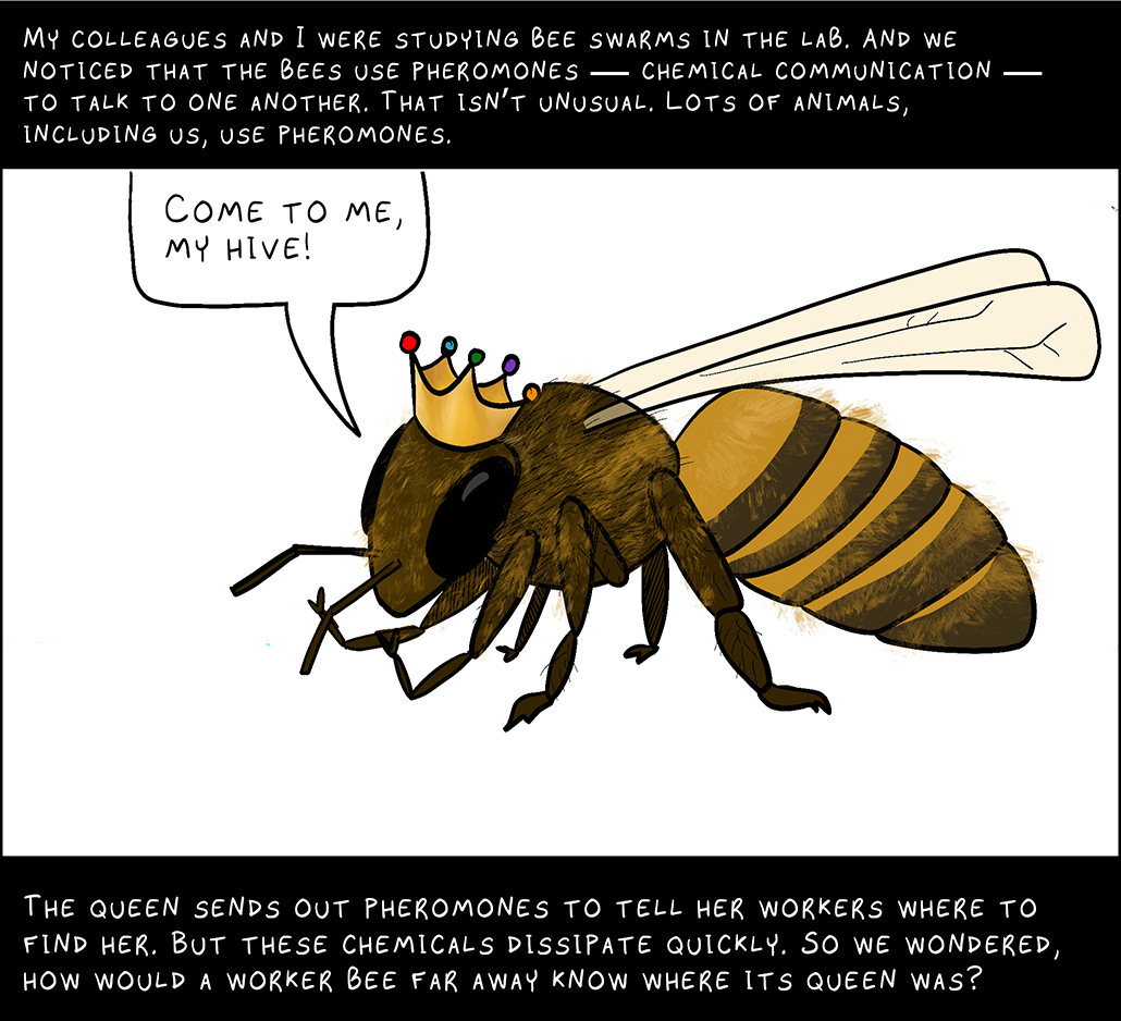 My colleagues and I were studying bee swarms in the lab. And we noticed that the bees use pheromones ― chemical communication ― to talk to one another. That isn’t unusual. Lots of animals, including us, use pheromones.  Queen bee: Come to me, my hive!  The queen sends out pheromones to tell her workers where to find her. But these chemicals dissipate quickly. So we wondered, how would a worker bee far away know where its queen was?