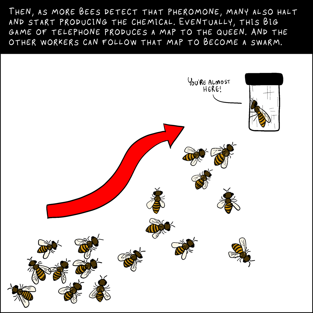 Panel 6: Then, as more bees detect that pheromone, many also halt and start producing the chemical. Eventually, this big game of telephone produces a map to the queen. And the other workers can follow that map to become a swarm.  Queen bee: You’re almost here!