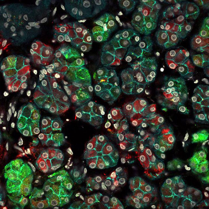 a red and green fluorescence microscopic image of proteins in a saliva gland
