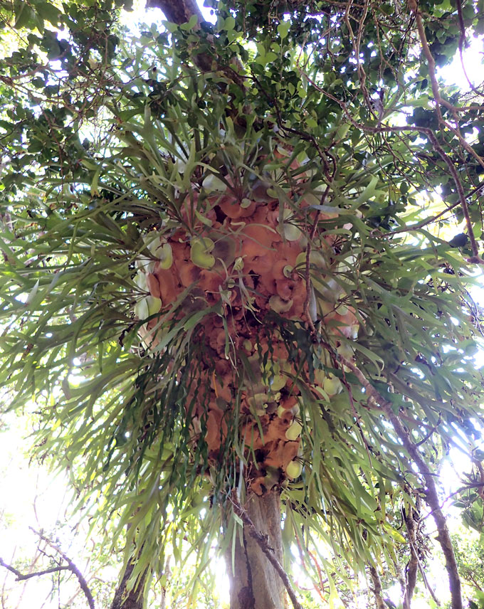 staghorn fern colony on an island cedar tree