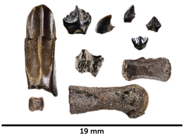 bones and teeth fossils of baby dinosaurs