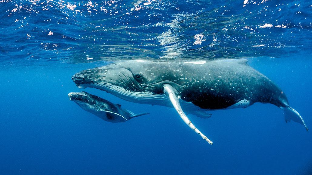Let&#39;s learn about whales and dolphins | Science News for Students