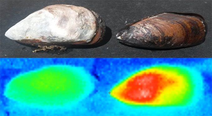 a photo of a whitened mussel and a non whitened mussel and a thermal image of both mussels