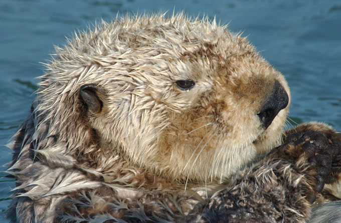 sea otter looking to the right