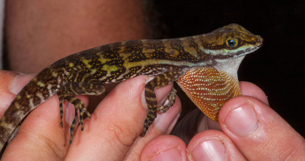 a pair of hands holding a brown striped Anolis lizard up to the camera. the dewlap is being gently pulled away from the neck for the viewer