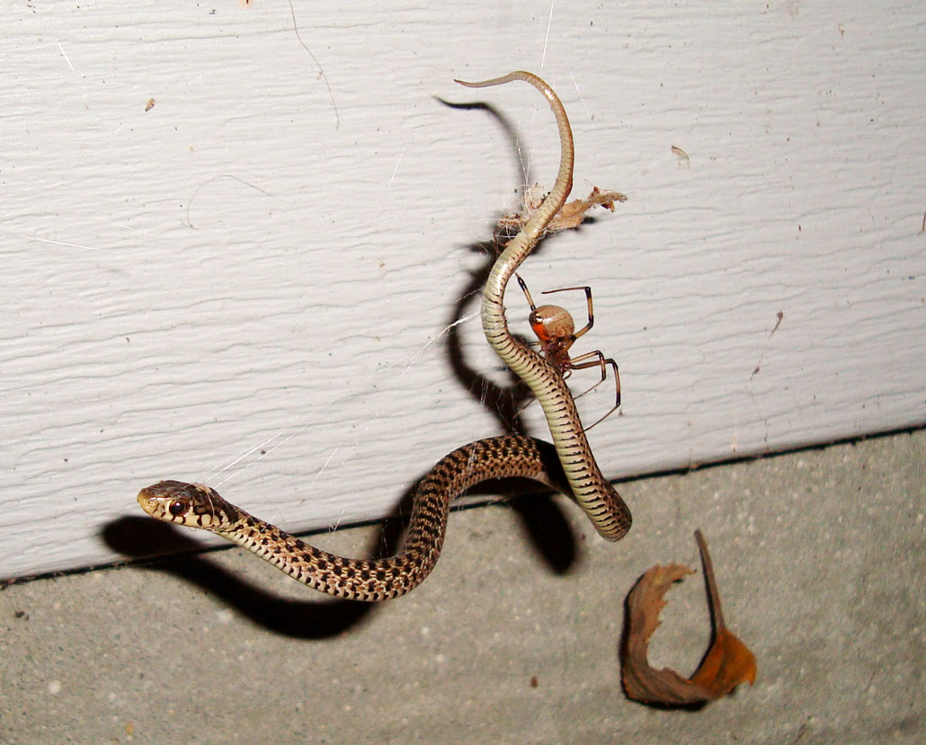 a garter snake caught in a brown widow spider's web