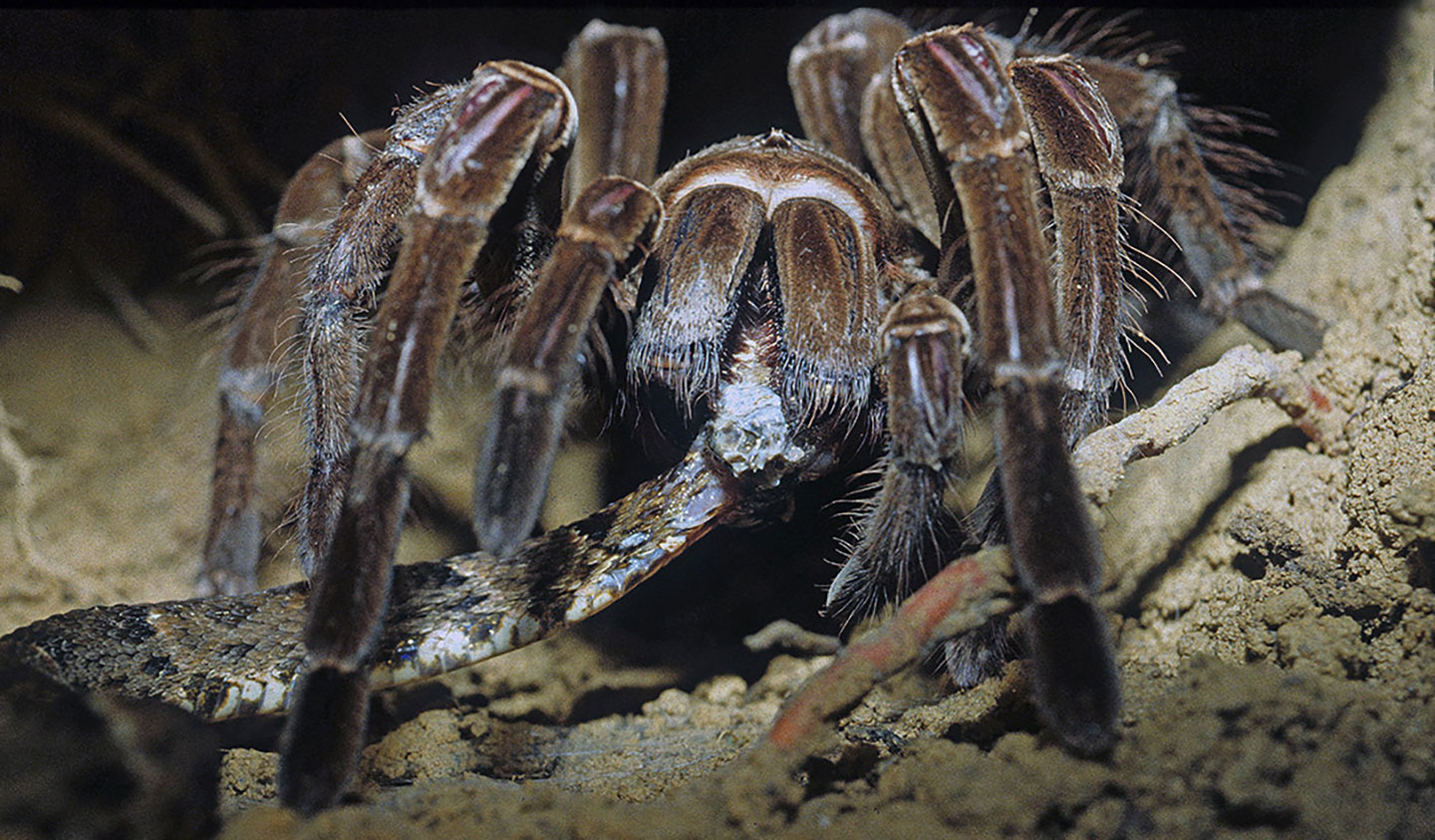 a large brownish-black tarantula eats a snake head first